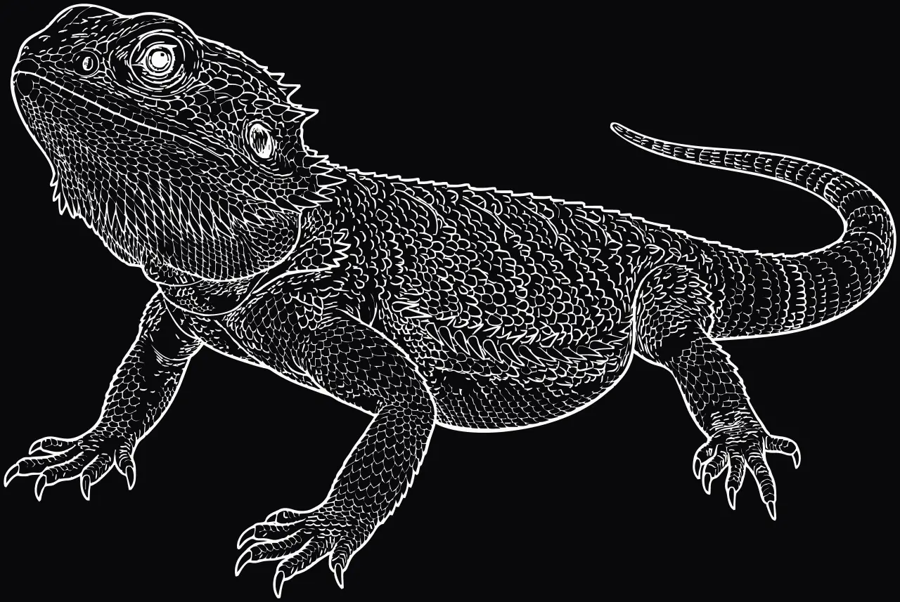 Bearded dragon (Pogona vitticeps), laser engraving