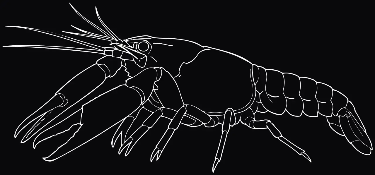 Florida blue crayfish (Procambarus alleni), laser engraving
