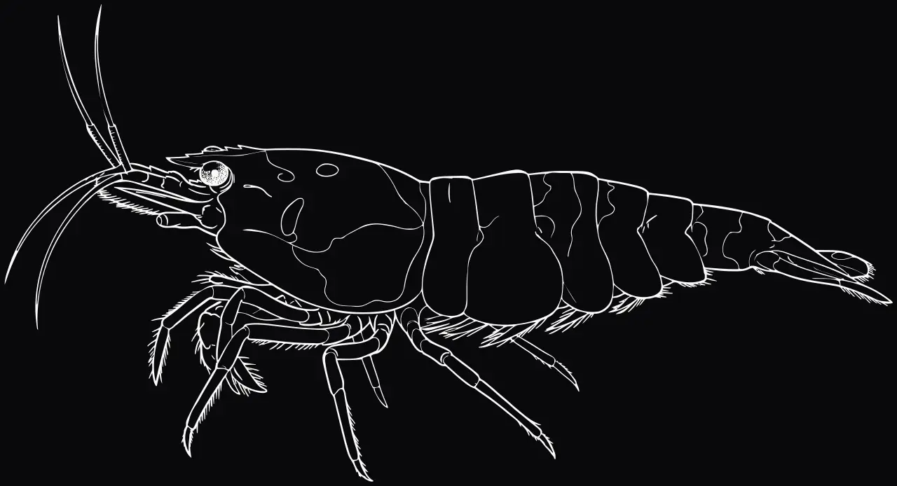 Crystal Red Garnele (Caridina logemanni), Lasergravur