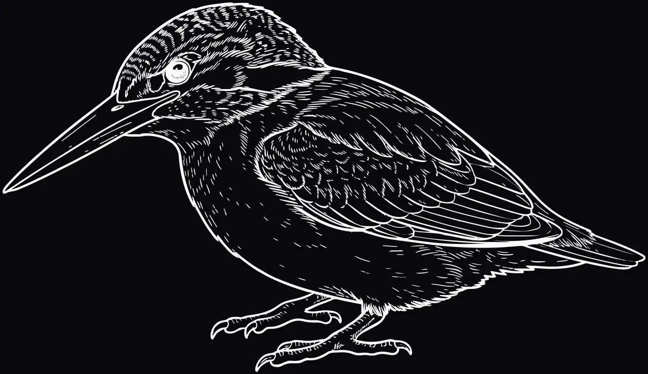 Eisvogel (Alcedo atthis), Lasergravur