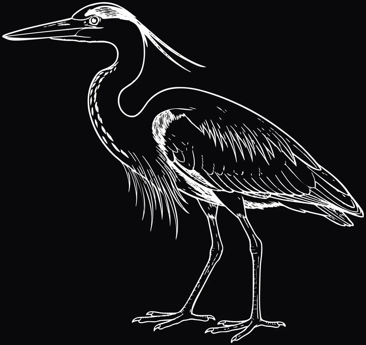Grey heron (Ardea cinerea), laser engraving