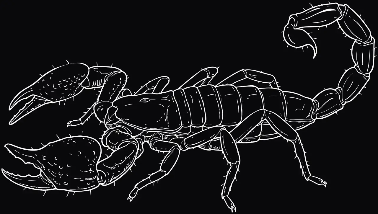 Kaiserskorpion (Pandinus imperator), Lasergravur