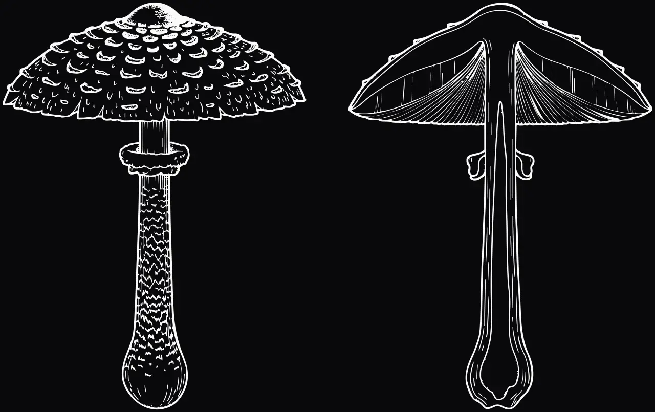 Parasol (Macrolepiota procera), Lasergravur