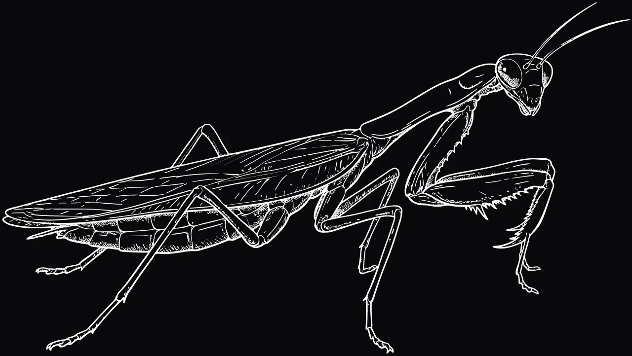 Riesengottesanbeterin (Hierodula membranacea), Lasergravur