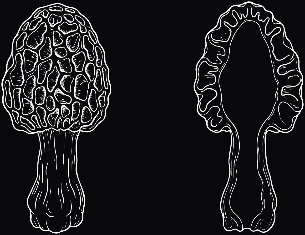 Common morel (Morchella esculenta), laser engraving