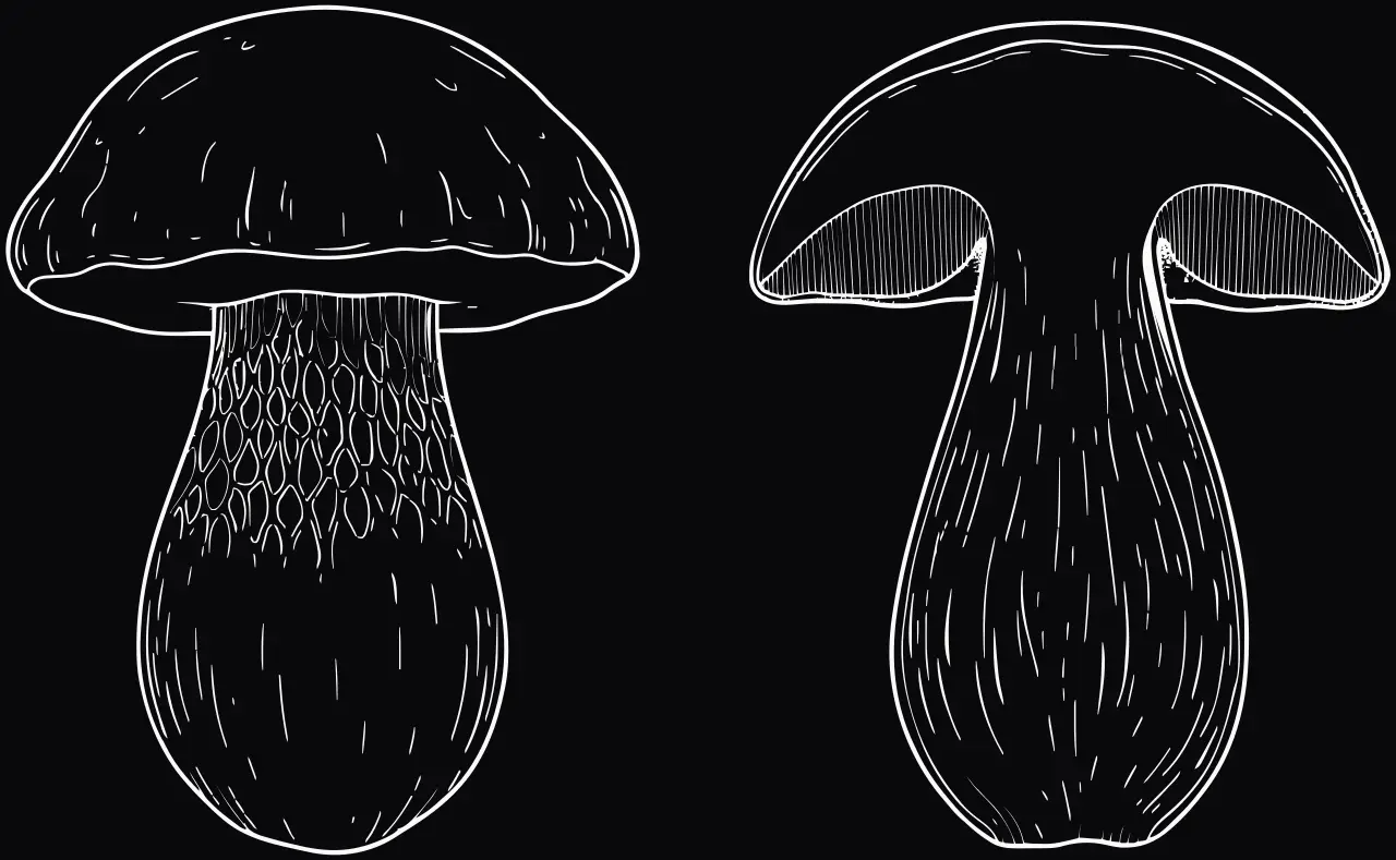 Porcini (Boletus edulis), laser engraving