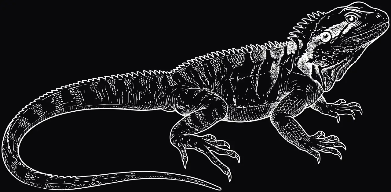 Australische Wasseragame (Intellagama lesueurii), Lasergravur