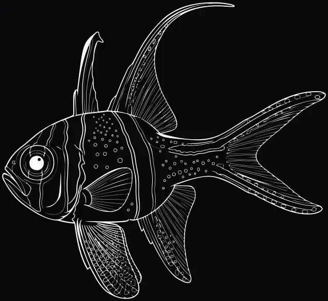 Banggai-Kardinalbarsch (Pterapogon kauderni), Lasergravur