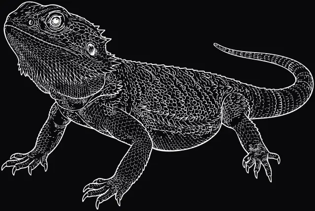 Bartagame (Pogona vitticeps), Lasergravur