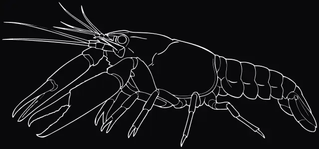 Blauer Floridakrebs (Procambarus alleni), Lasergravur
