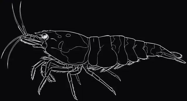 Crystal Red Garnele (Caridina logemanni), Lasergravur