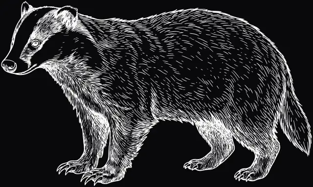 Dachs (Meles meles), Lasergravur