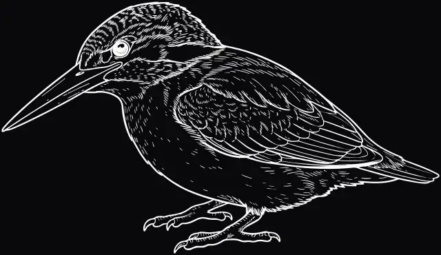 Eisvogel (Alcedo atthis), Lasergravur