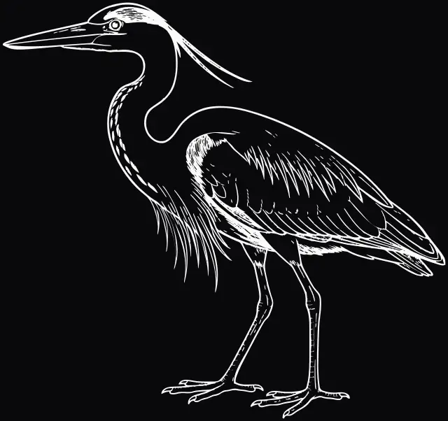 Graureiher (Ardea cinerea), Lasergravur