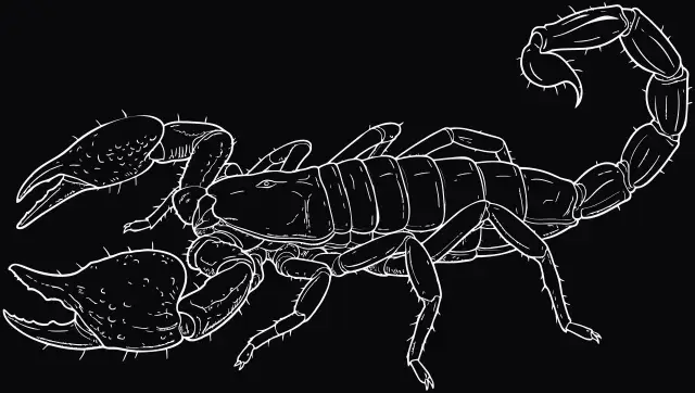 Kaiserskorpion (Pandinus imperator), Lasergravur