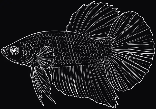 Siamesischer Kampffisch (Betta splendens), Lasergravur