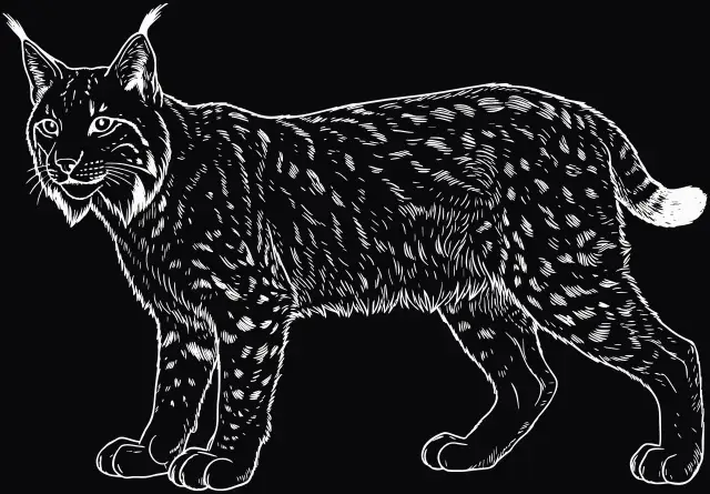 Luchs (Lynx lynx), Lasergravur