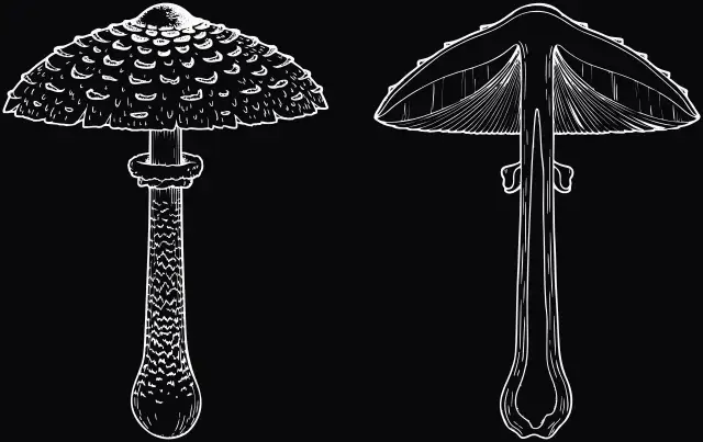 Parasol (Macrolepiota procera), Lasergravur