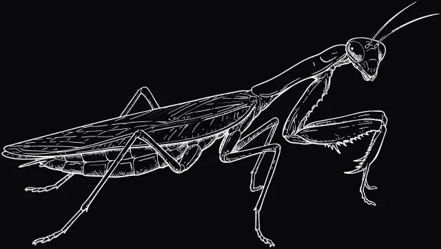 Riesengottesanbeterin (Hierodula membranacea), Lasergravur