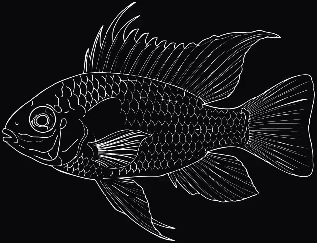Schmetterlingsbuntbarsch (Microgeophagus ramirezi), Lasergravur