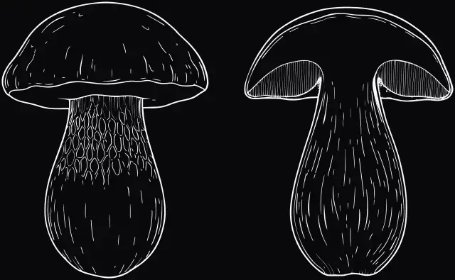 Steinpilz (Boletus edulis), Lasergravur