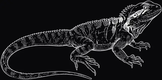 Australische Wasseragame (Intellagama lesueurii), Lasergravur
