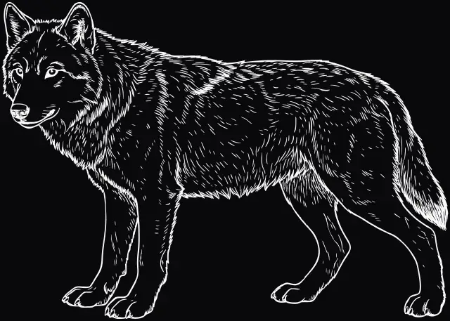 Wolf (Canis lupus), Lasergravur