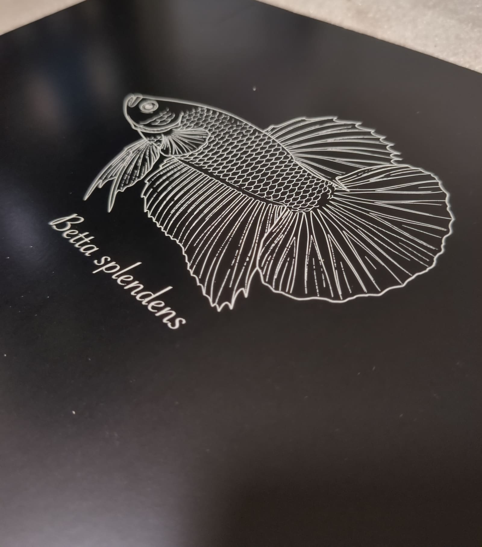 Macro shot of the engraved fighting fish: fine white lines on black marking paper